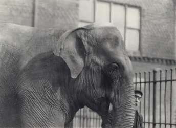 Asiatischer Elefant mit Wärter, Londoner Zoo, 1914